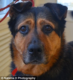 長相憂郁的英國流浪狗