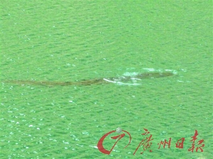 紅花湖驚現1.5米大魚