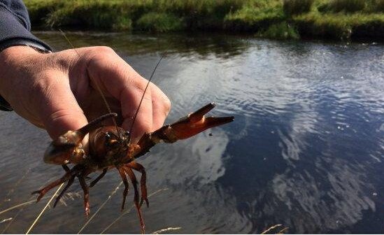 蘇格蘭遭小龍蝦入侵