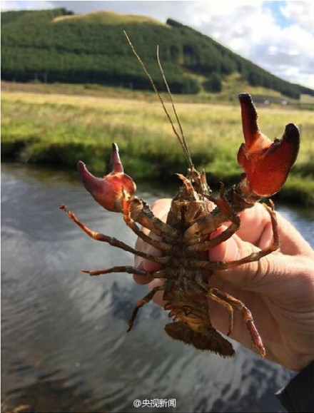 蘇格蘭遭小龍蝦入侵