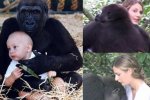 英國女子與大猩猩分別12年后重逢 深情相擁
