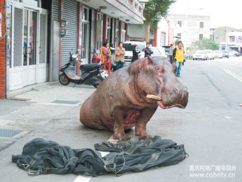 河馬摔斷牙流眼淚哭了