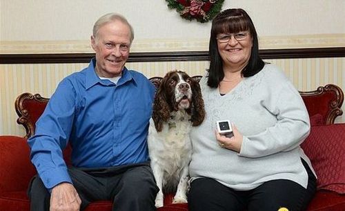 寵物犬撿到鉆石