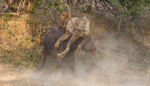 水牛殺死獅子