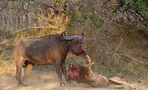 水牛殺死獅子