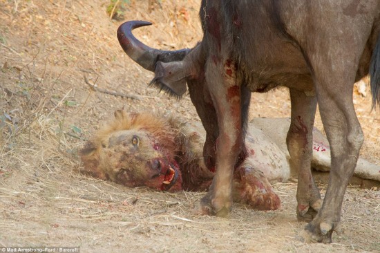 水牛奇跡將獅子殺死