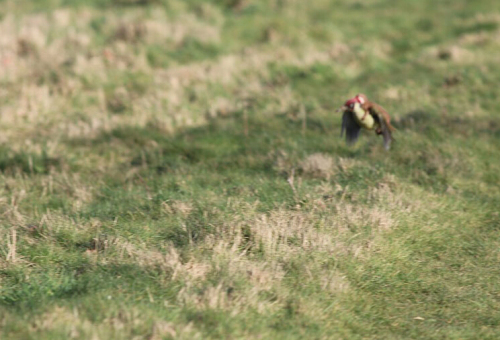 黃鼠狼騎在啄木鳥的背上