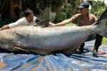 湄公河巨鯰瀕臨滅絕 專家稱湄公河巨型鯰魚全球只剩
