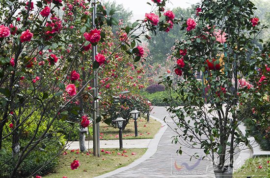 溫州天氣轉暖，到處是一片春天景象
