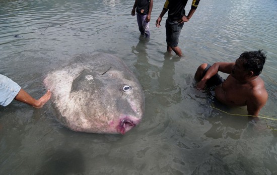 翻車魚的死法太殘忍了