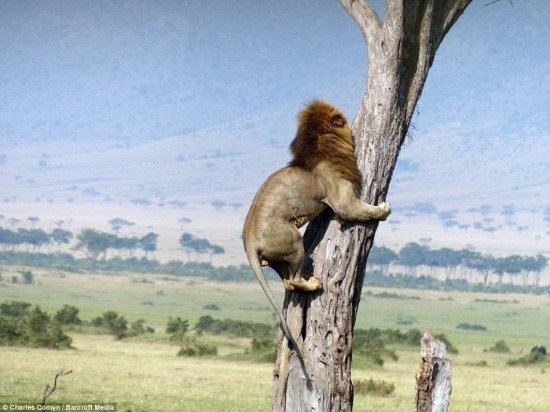 獅子被野牛追趕爬到樹上躲避