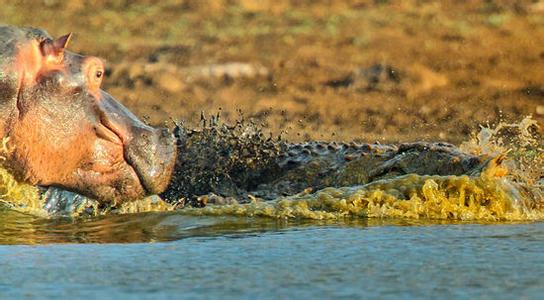 鱷魚遭母河馬狂毆