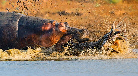 鱷魚遭母河馬狂毆