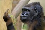 大猩猩豎中指 大猩猩知道豎中指是什么意思嗎