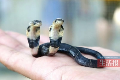 廣西養(yǎng)蛇人孵出雙頭蛇 這條雙頭眼鏡蛇是真的雙頭蛇