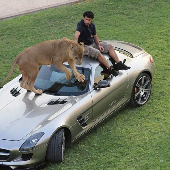 阿拉伯土豪的寵物老虎獅子