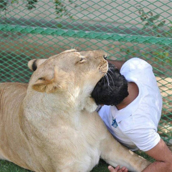 阿拉伯土豪的寵物老虎獅子