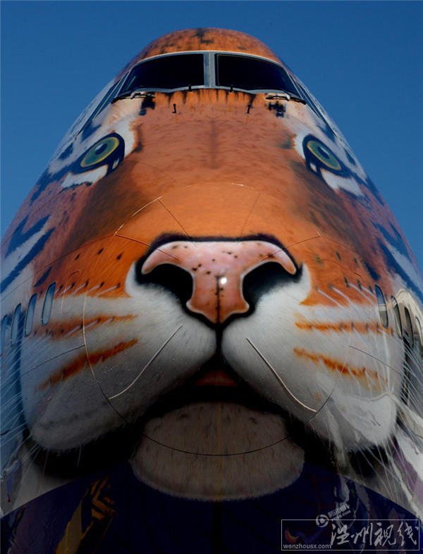 2015俄羅斯老虎日