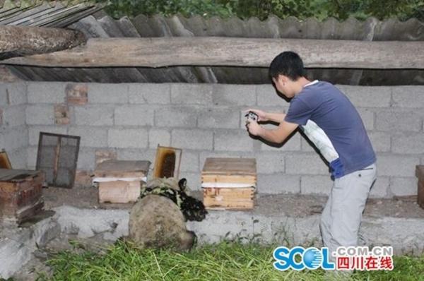 大熊貓偷吃蜂蜜