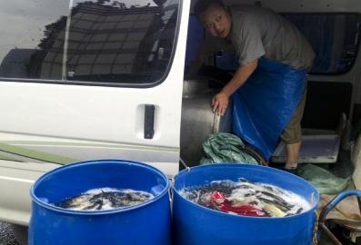 餐館檢出孔雀石綠"