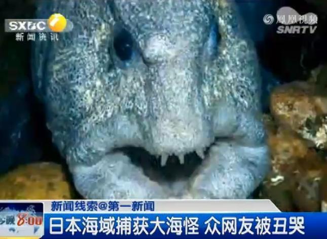 漁民捕獲巨型狼魚