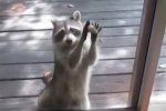 浣熊敲門討食 浣熊手捧石頭敲玻璃門討食動物智商逆