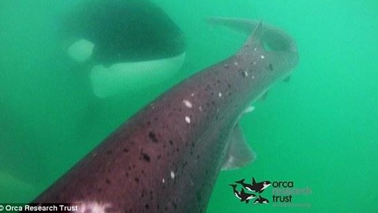 鯊魚遭虎鯨追趕