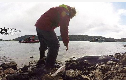 鯊魚遭虎鯨追趕