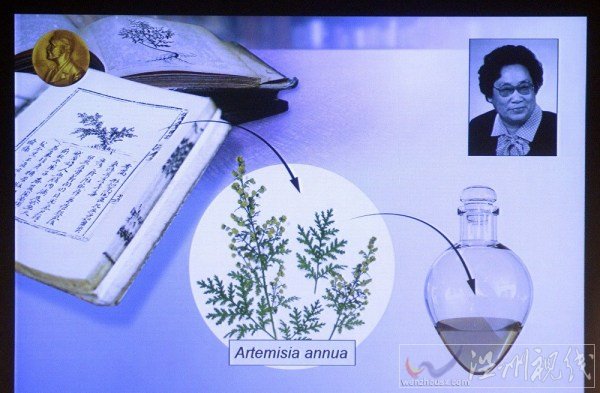 屠呦呦簡介