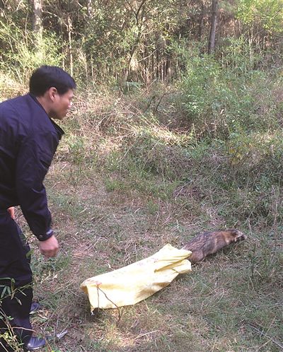 南京現神秘動物