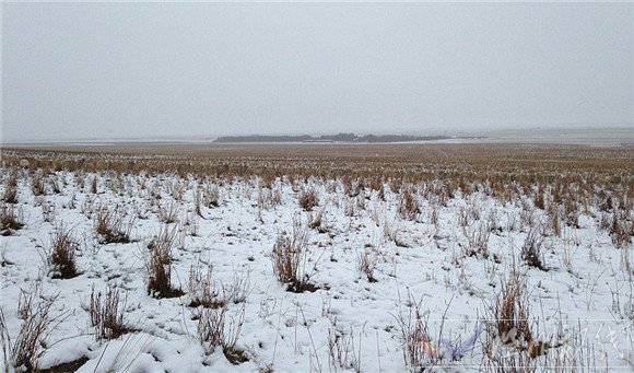 加拿大綿羊隱形