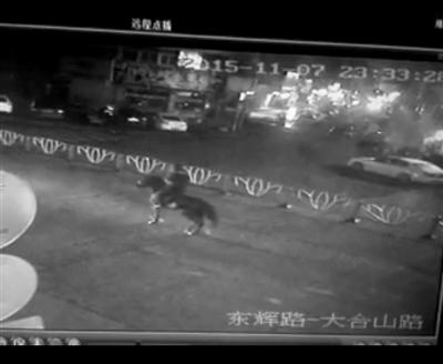 溫嶺市區一男子騎黑馬逆行被寶馬車撞飛 溫嶺不是溫州