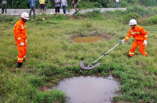 廣西現37斤巨蟒