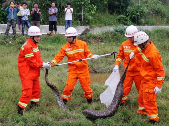 廣西現37斤巨蟒