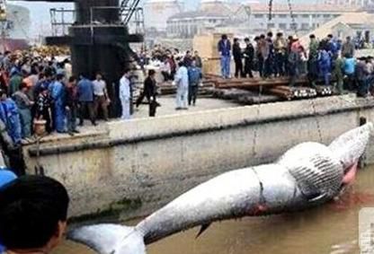 清理污水抓到大魚