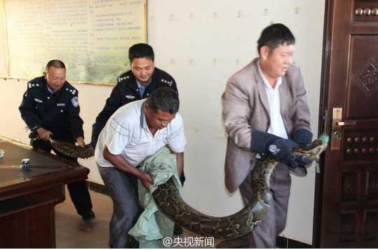 修公路現百歲蟒蛇