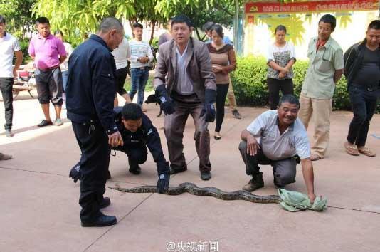 修公路現百歲蟒蛇