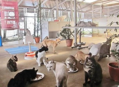 花光積蓄養百只貓