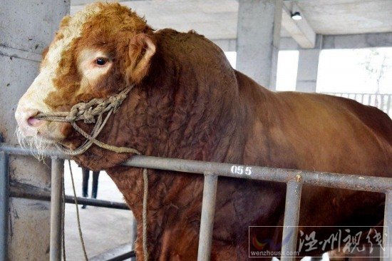 四川瀘州現(xiàn)牛王