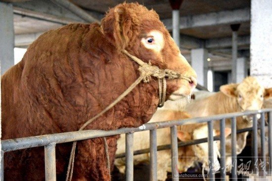 四川瀘州現(xiàn)牛王