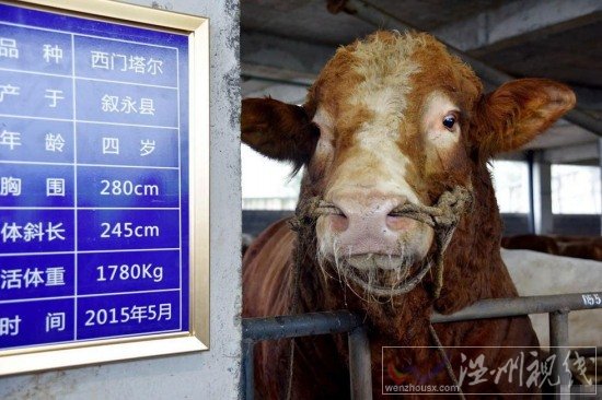 四川瀘州現(xiàn)牛王