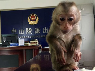 南京現(xiàn)食蟹猴