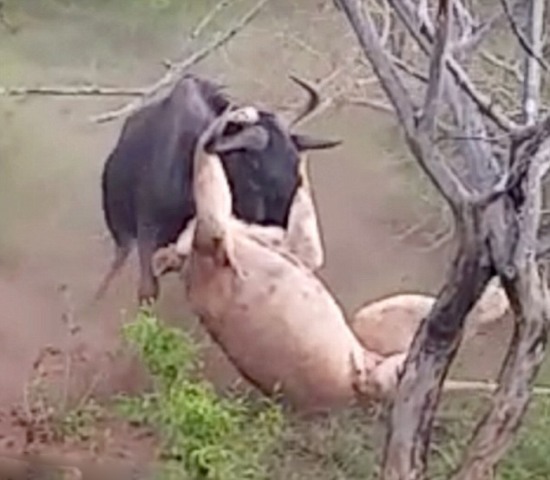 獅子吃角馬 角馬獅口逃生的照片