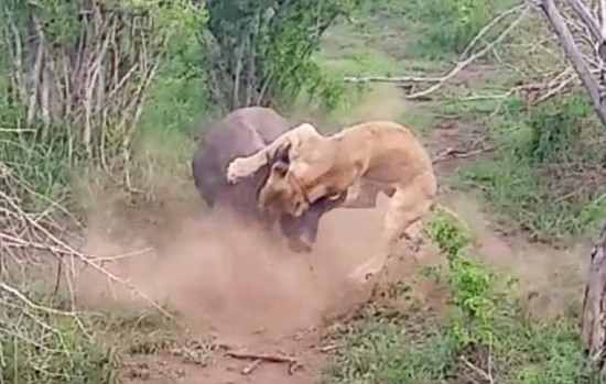 獅子吃角馬 角馬獅口逃生的照片