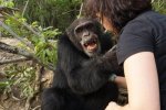 猩猩實驗后遭丟棄 在孤島3年后見到人類友好擁抱
