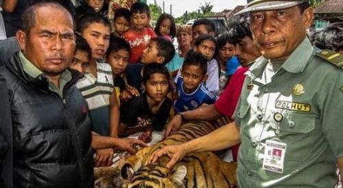 農(nóng)民宰殺老虎吃肉