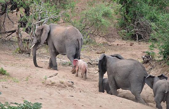 罕見粉紅色幼象