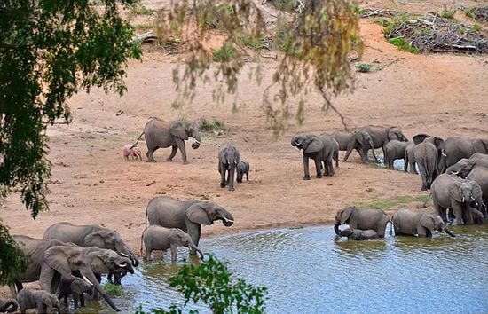 罕見粉紅色幼象