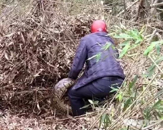 工地現(xiàn)超級(jí)大蟒蛇