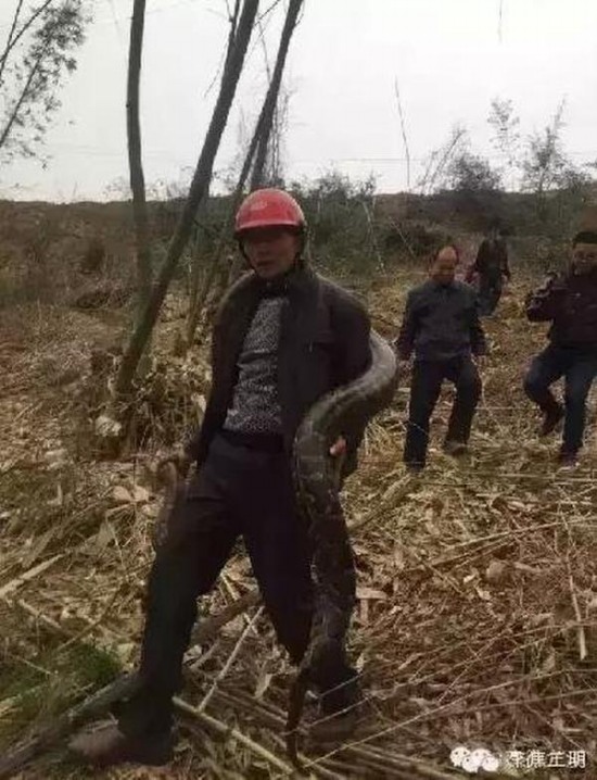 工地現(xiàn)超級(jí)大蟒蛇